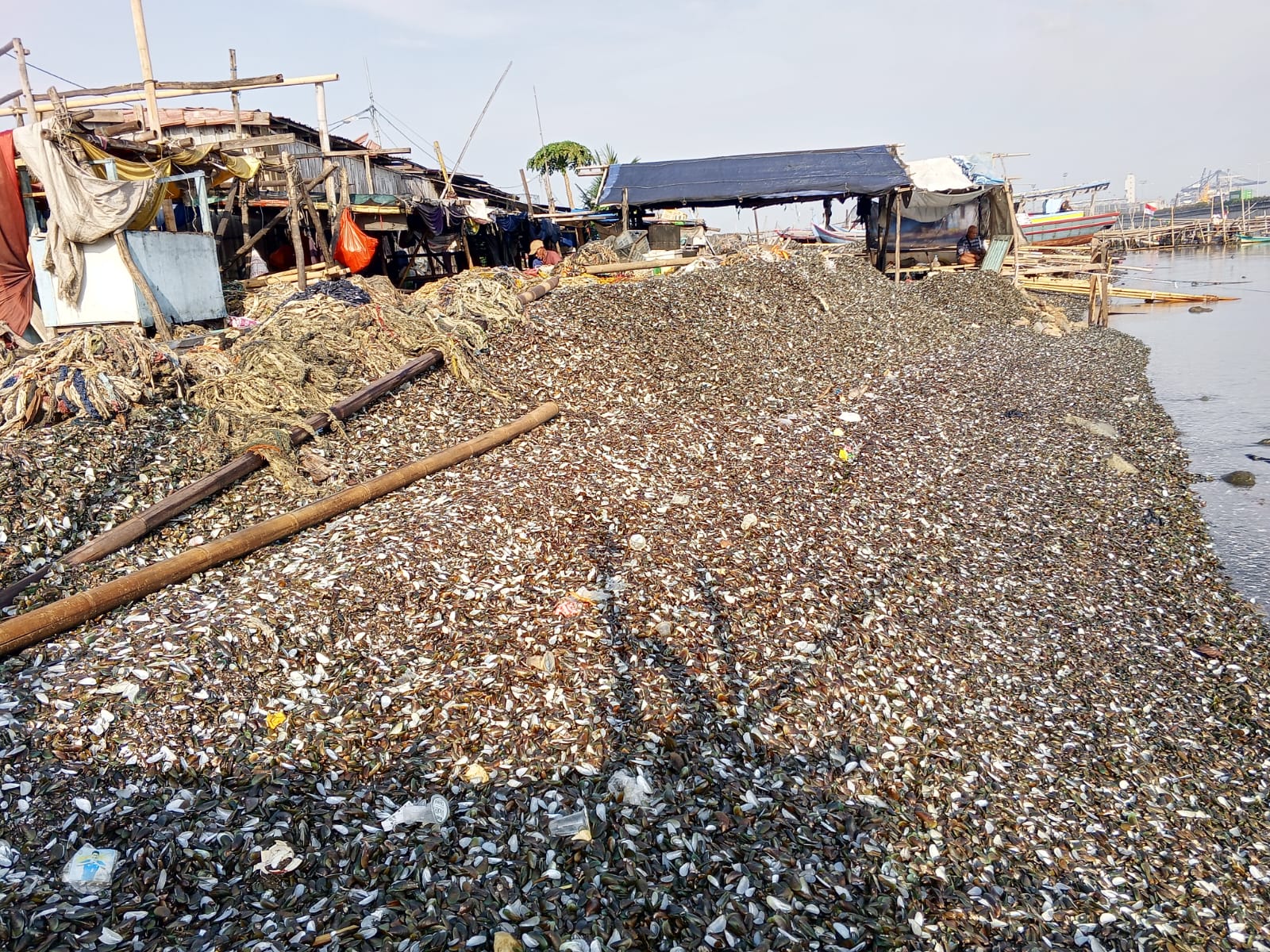 Limbah cangkang kerang hijau di pesisir