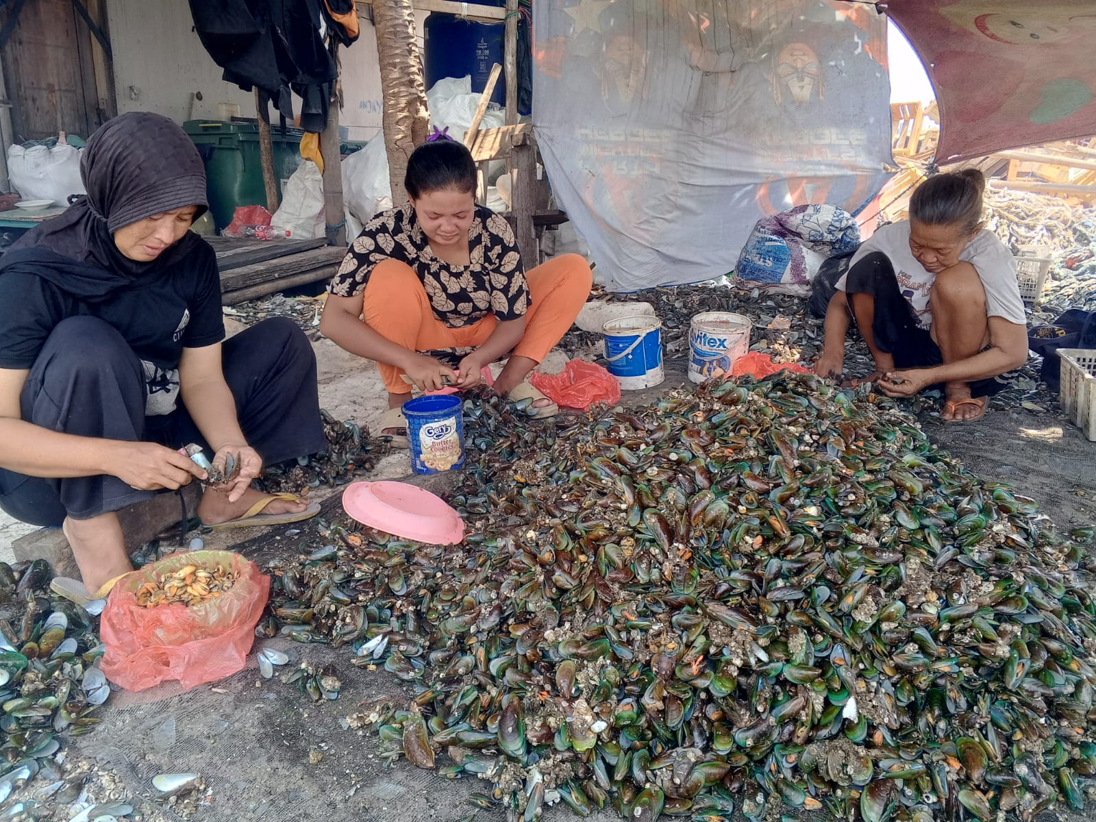 Perempuan pengrajin kupas kerang hijau di Kalibaru
