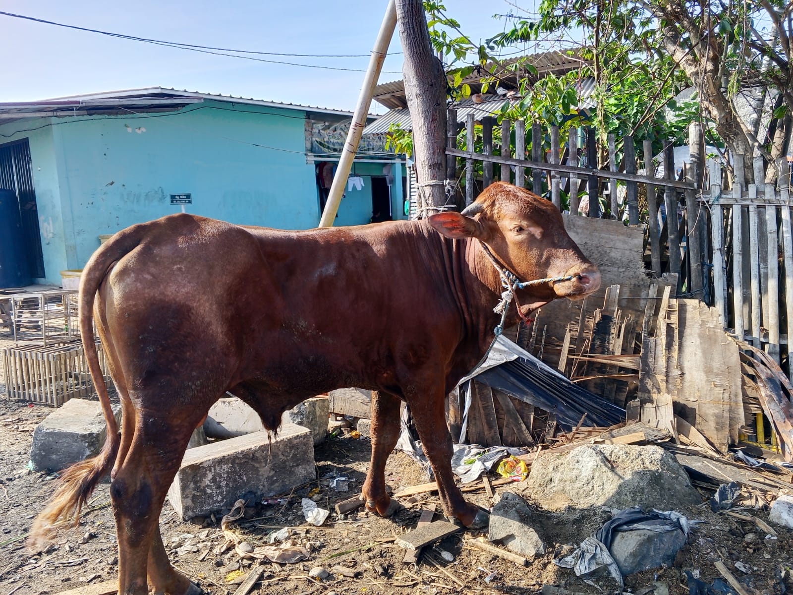 hewan qurban